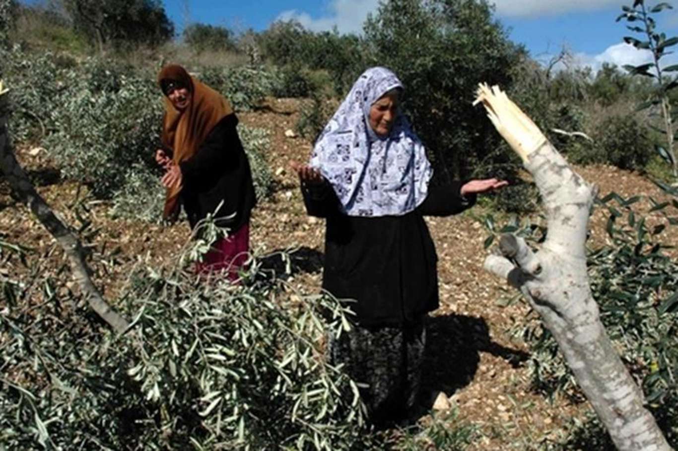 Zionist settlers uproot more than 100 olive seedlings east of Yatta, West Bank